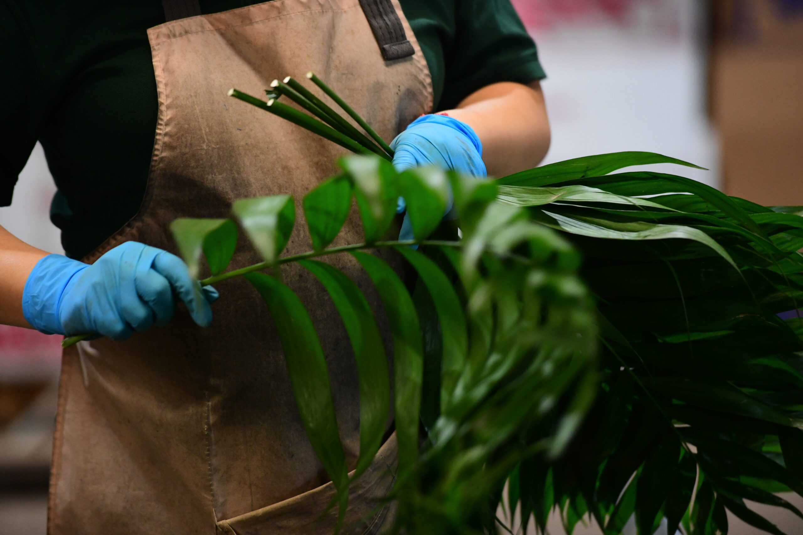 Pierson Fern & Greens Fern Preparation Pierson Fern & Greens Fern Preparation