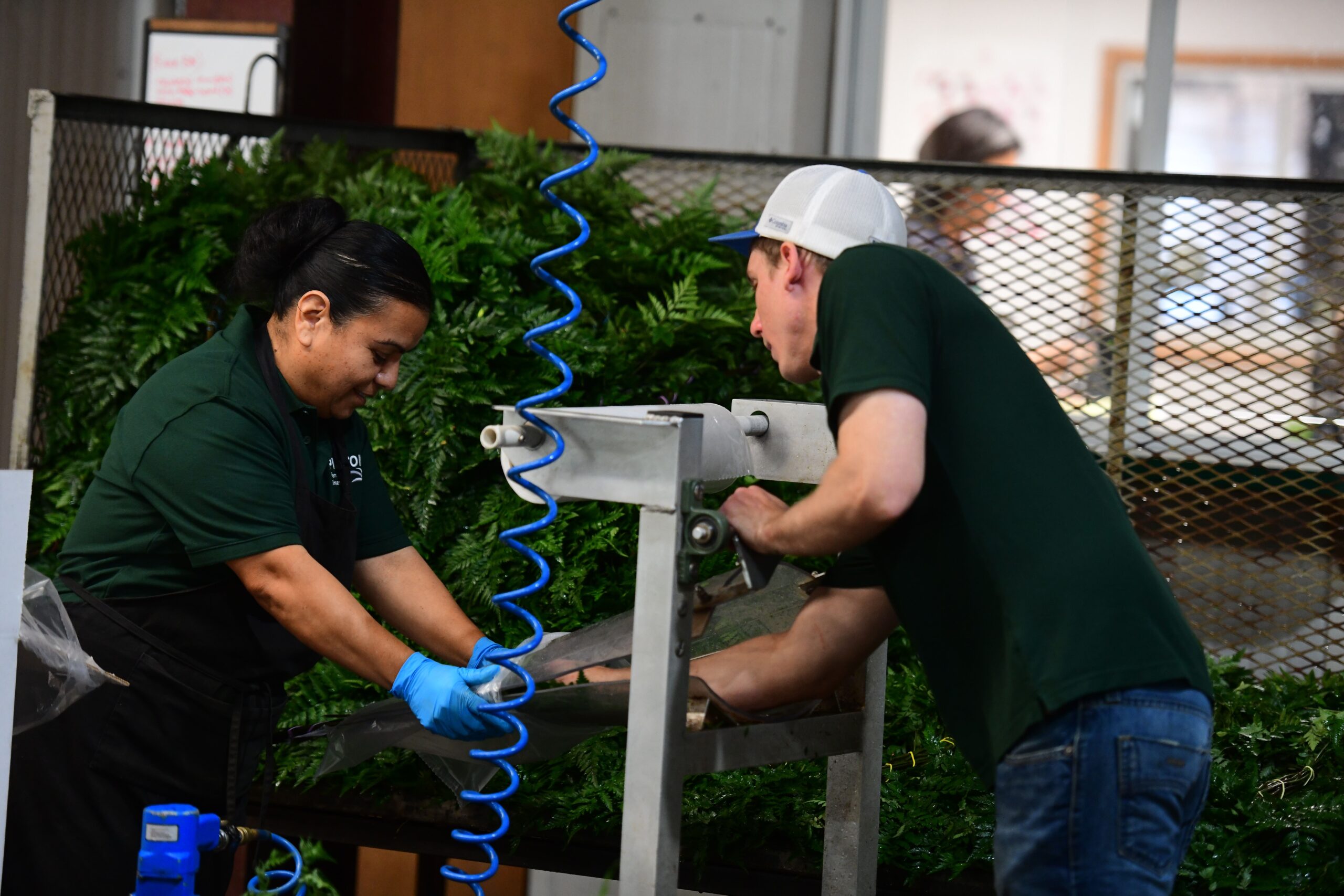 Pierson Fern & Greens Shipping Pierson Fern & Greens Shipping