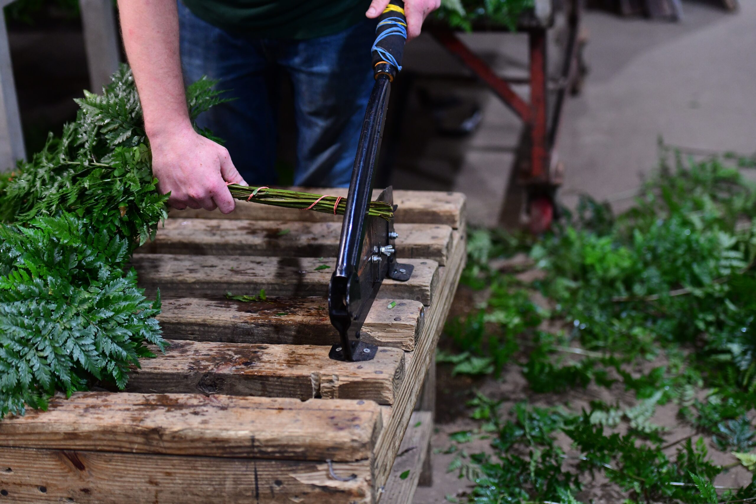 Pierson Fern & Greens Cutting Pierson Fern & Greens Cutting