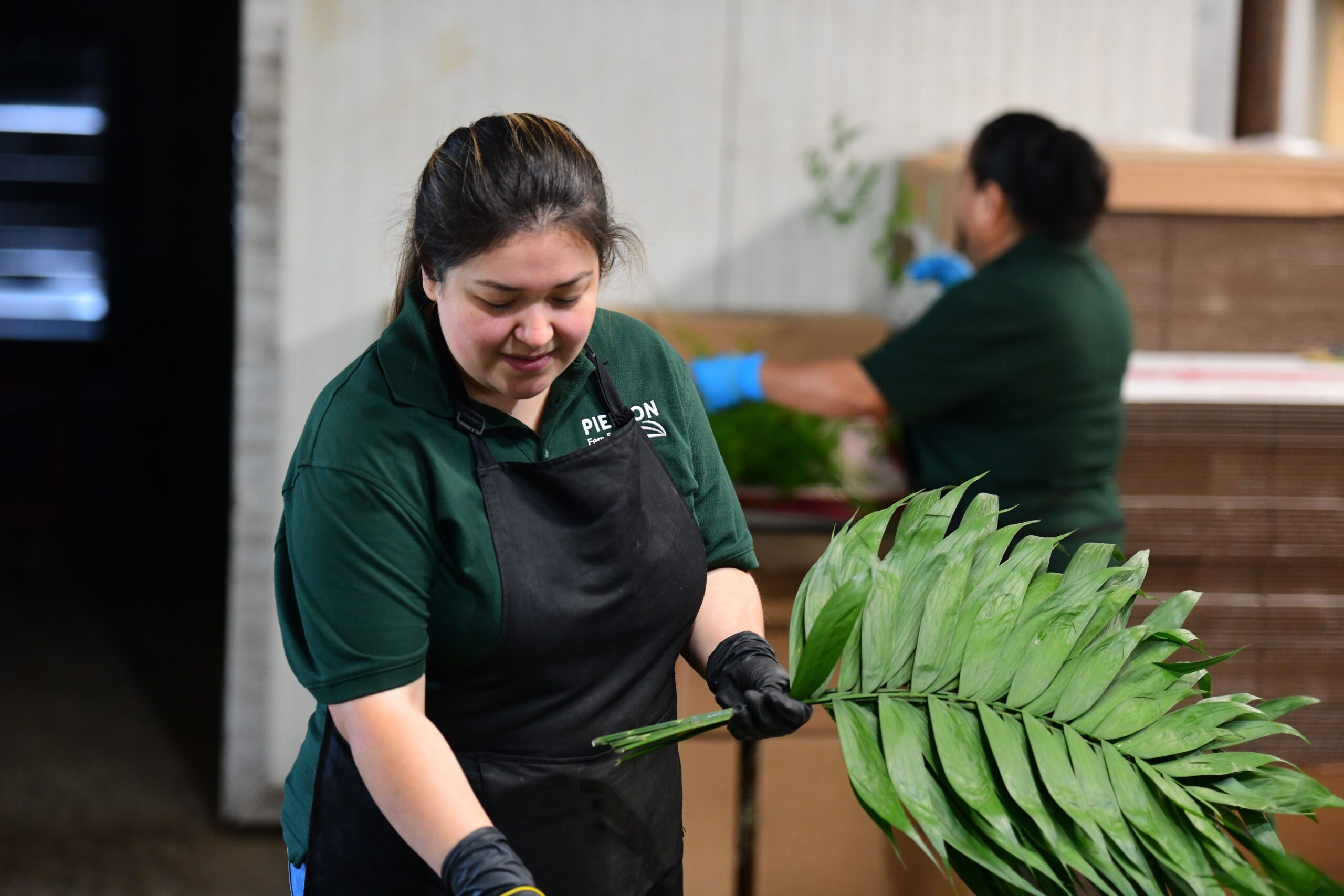 Pierson Fern & Greens Preparing Pierson Fern & Greens Preparing