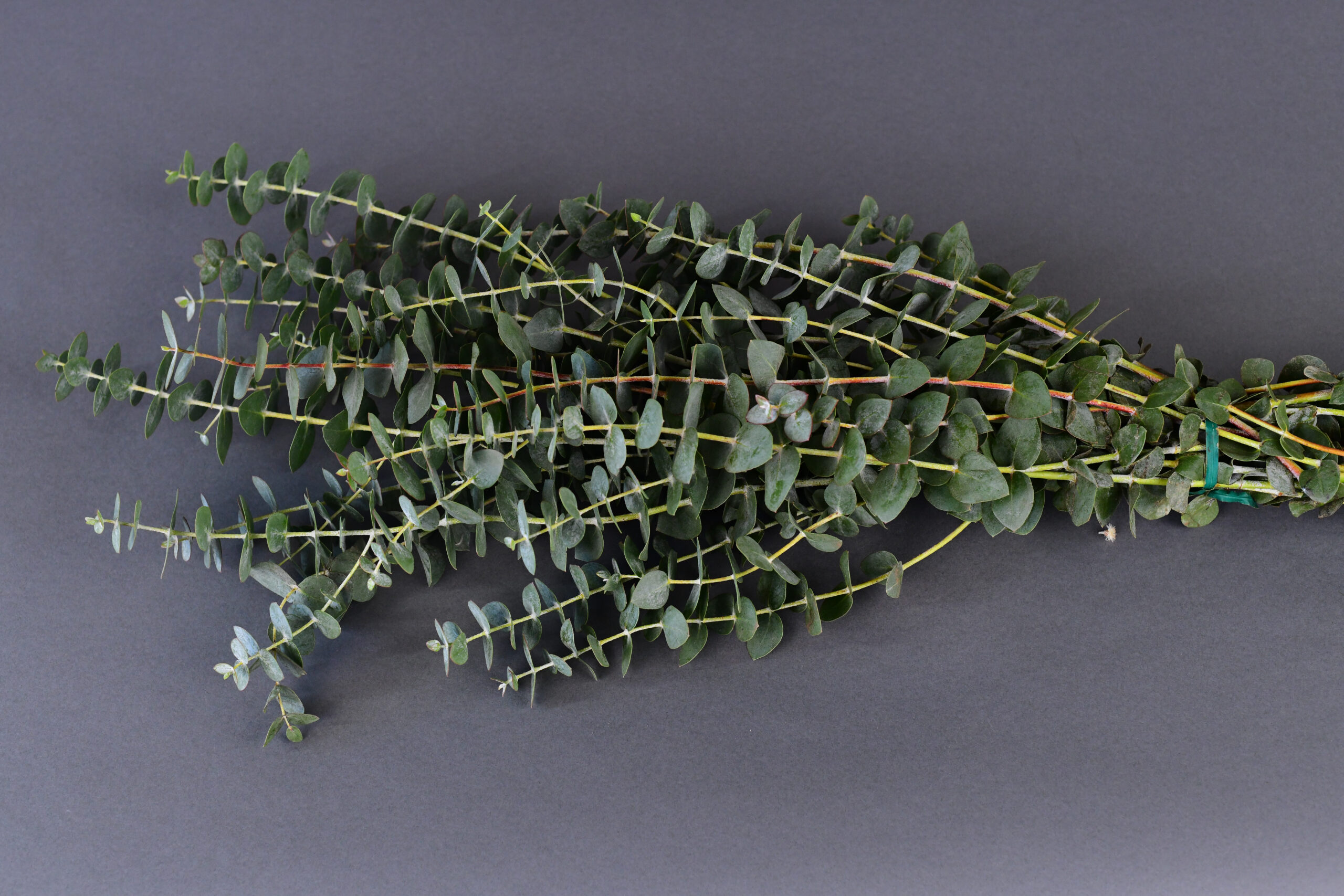 Baby Blue Euc Baby Blue Euc