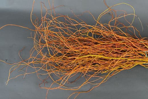 Curly Willow Tips Curly Willow Tips