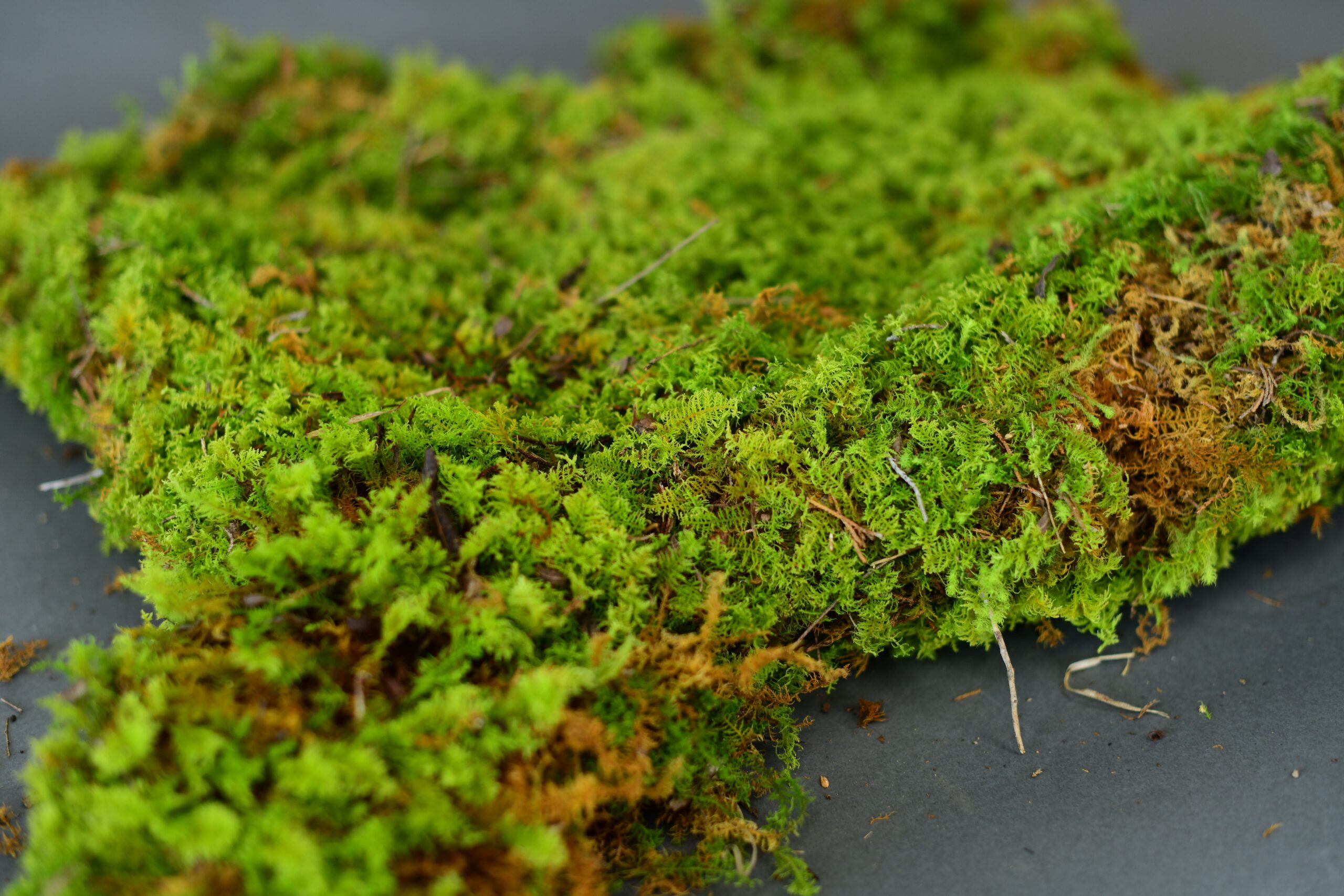 Green Moss Green Moss