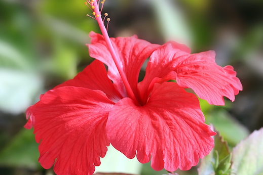 Hibiscus Hibiscus