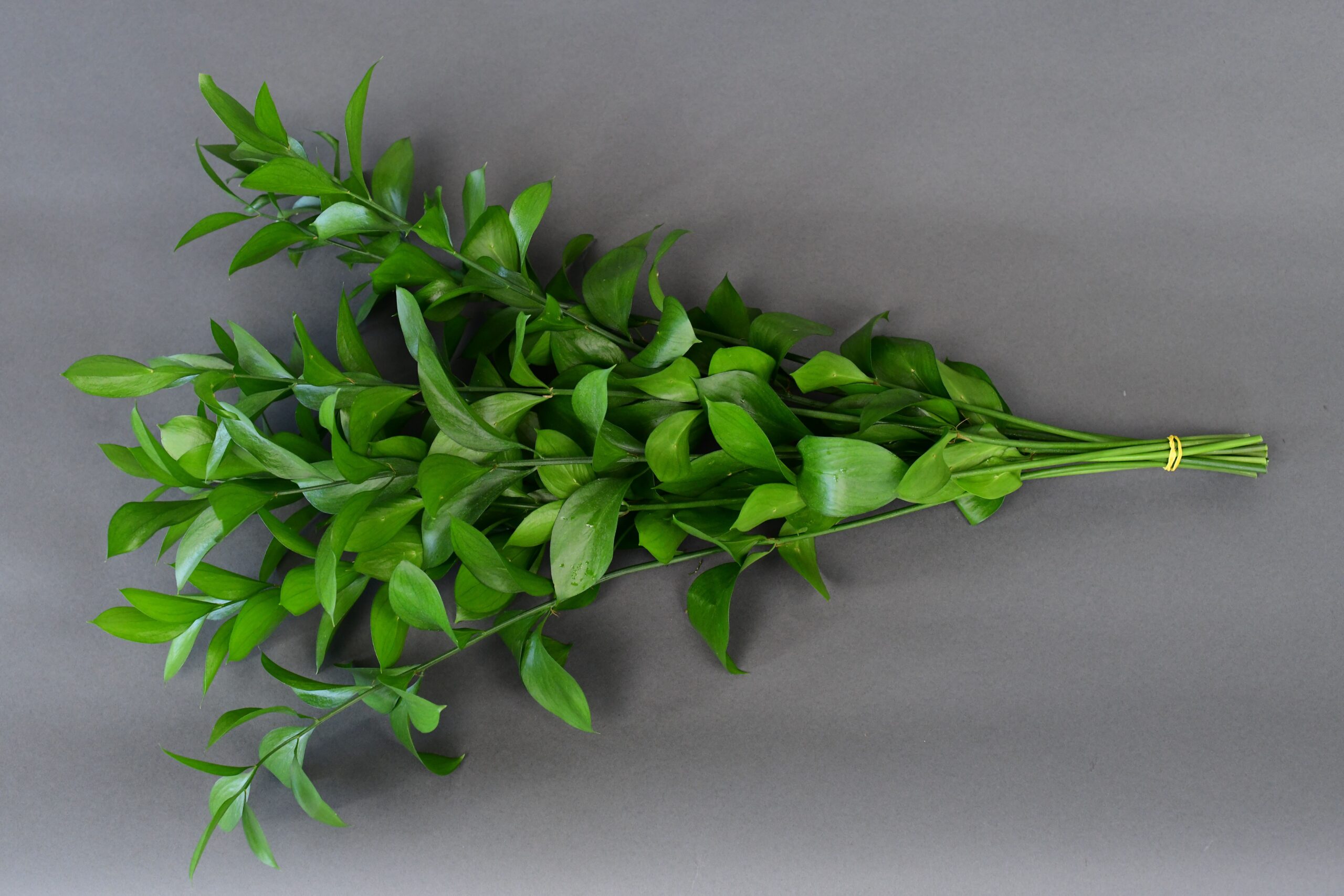 Isreali Rusucs Isreali Rusucs