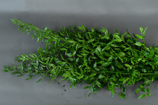 Italian Ruscus Italian Ruscus