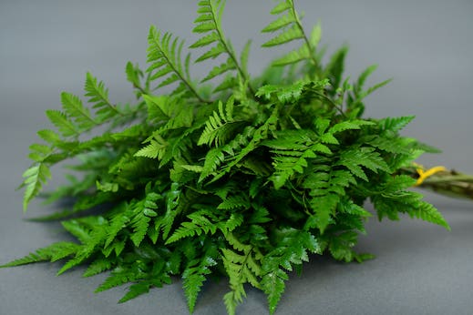 Leatherleaf Leatherleaf