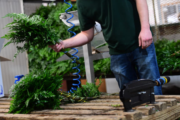 Pierson Fern Leatherleaf