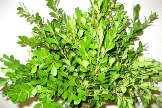 North Carolina Boxwood North Carolina Boxwood