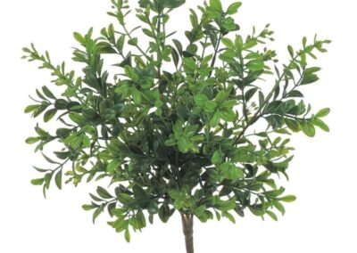 Boxwood