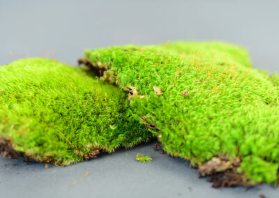 Green Moss