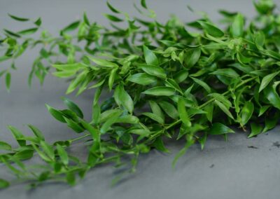 Italian Ruscus 150 g