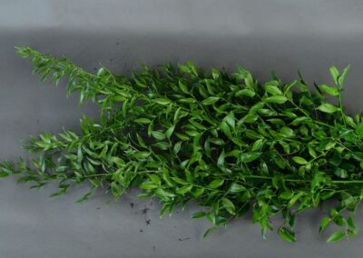 Italian Ruscus - 150g