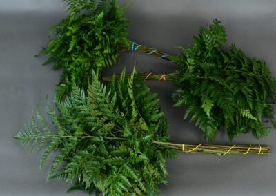 Leatherleaf Varying Lengths